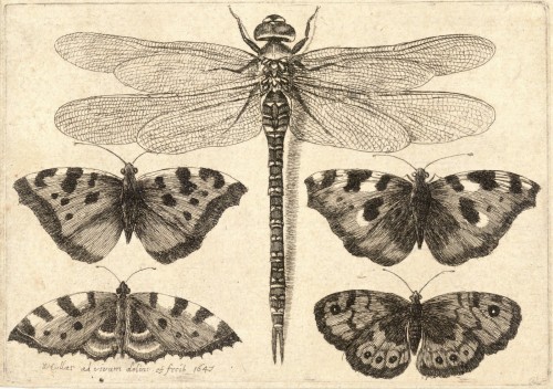 Dragonfly_and_four_butterflies