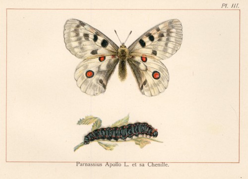 butterflies76_normal