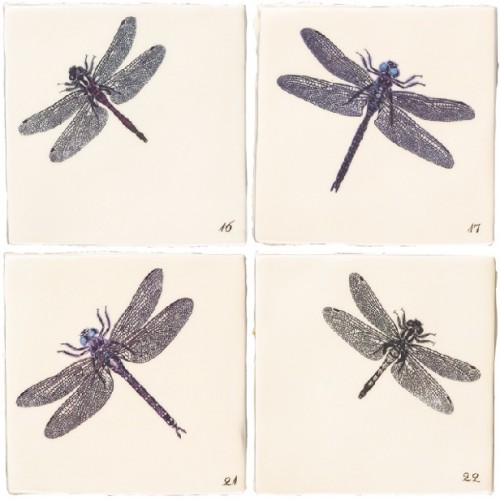dragonflies