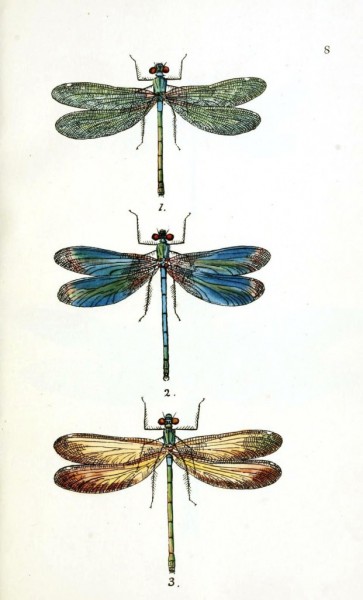 dragonflies2